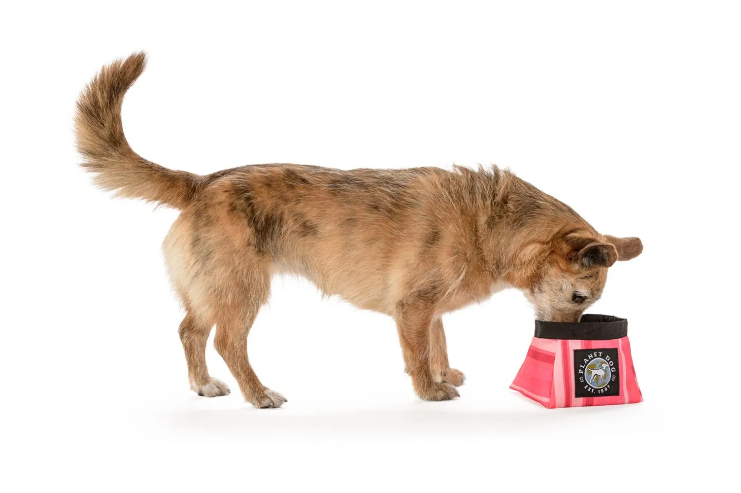Planet Dog Travel Bowl Large